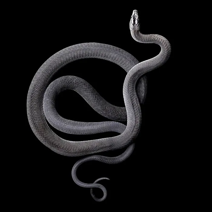 Photographer Gets Bitten By A Deadly Black Mamba, Still Manages To Finish The Photoshoot