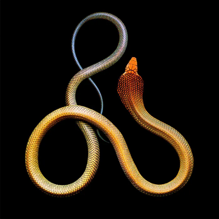 Photographer Gets Bitten By A Deadly Black Mamba, Still Manages To Finish The Photoshoot