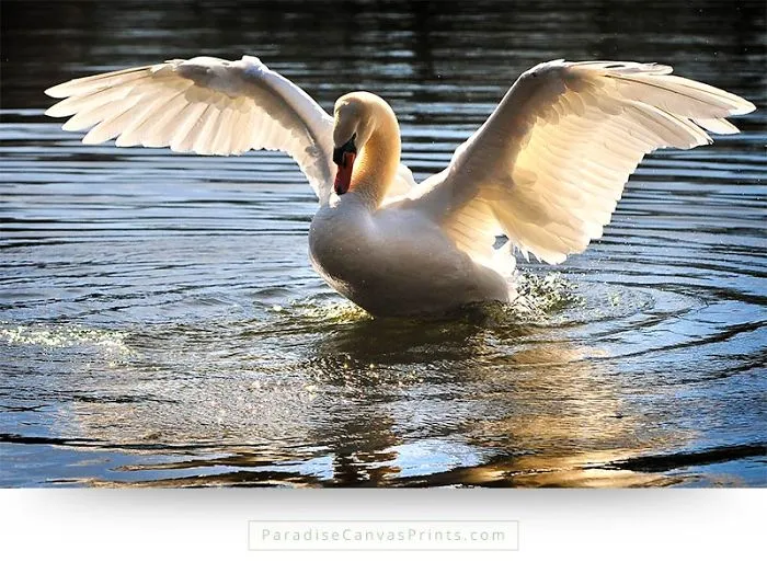 I Never Knew A Swan Could Be So Beautiful...
