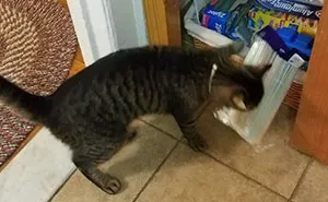 No creía a su novia cuando le decía que el gato robaba objetos de la cocina, así que decidió tener la cámara preparada
