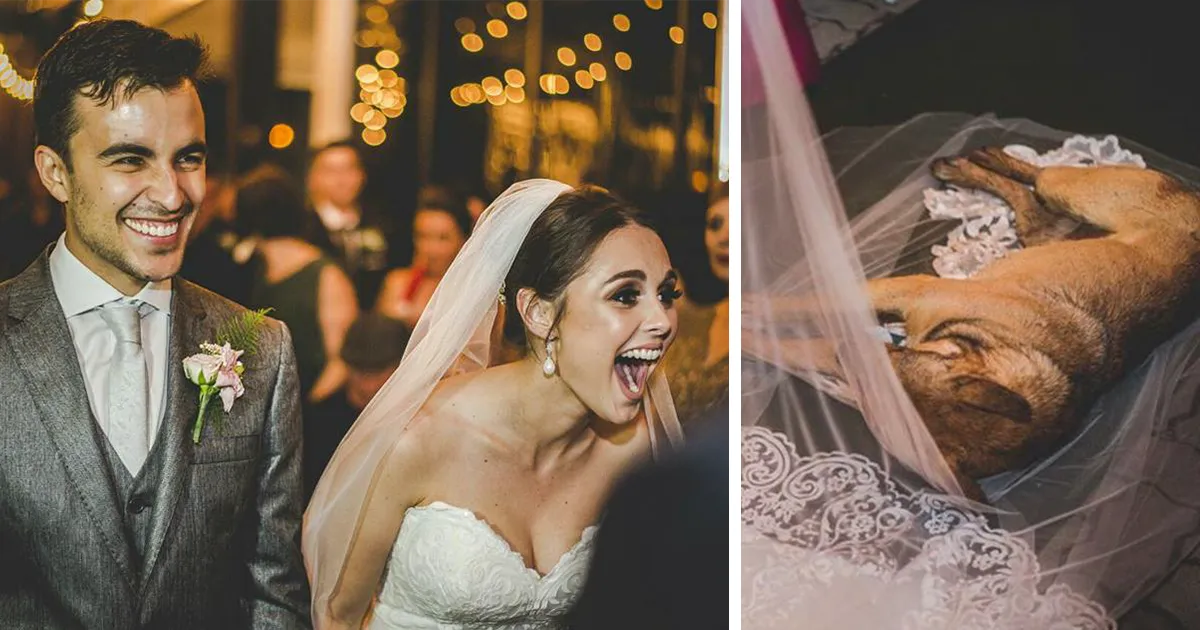 Triunfa en internet la reacción de esta pareja ante un perro que interrumpió su boda