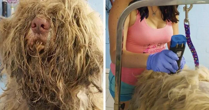 Dog Groomer Opens Shop In Middle Of Night To Give Stray Dog Haircut, Finds Real Beauty Beneath Matted Fur
