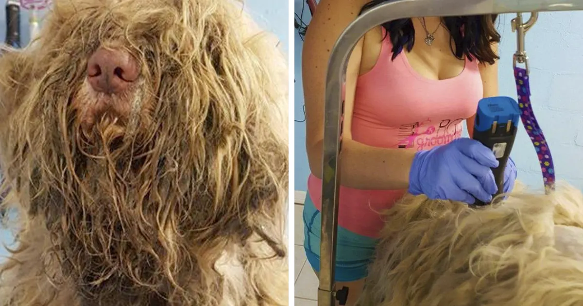 Esta peluquera de mascotas abrió su tienda en mitad de la noche para arreglar a un perro callejero, y el cambio es increíble