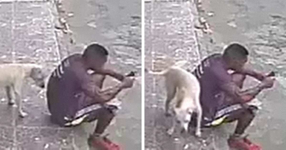 La reacción de este hombre cuando un perro callejero se meó sobre él enfurece a internet, pero todo cambió de forma inesperada
