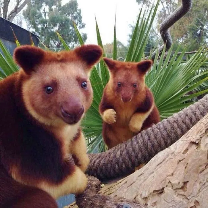 Turns Out Tree-Kangaroos Exist, And It's Impossible To Scroll Down This List Without Smiling