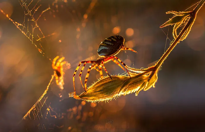 My Macro Photography Of Tiny Creatures