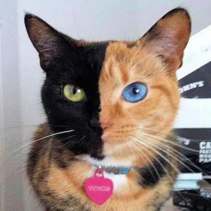 Meet Venus, The Two-Face Cat Who Has Left The Whole World Hypnotized.