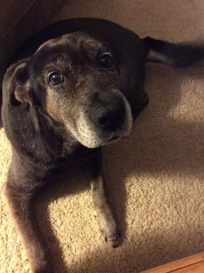 A senior dog resting on carpet, highlighting funny pet names people now call their pets instead of original ones.