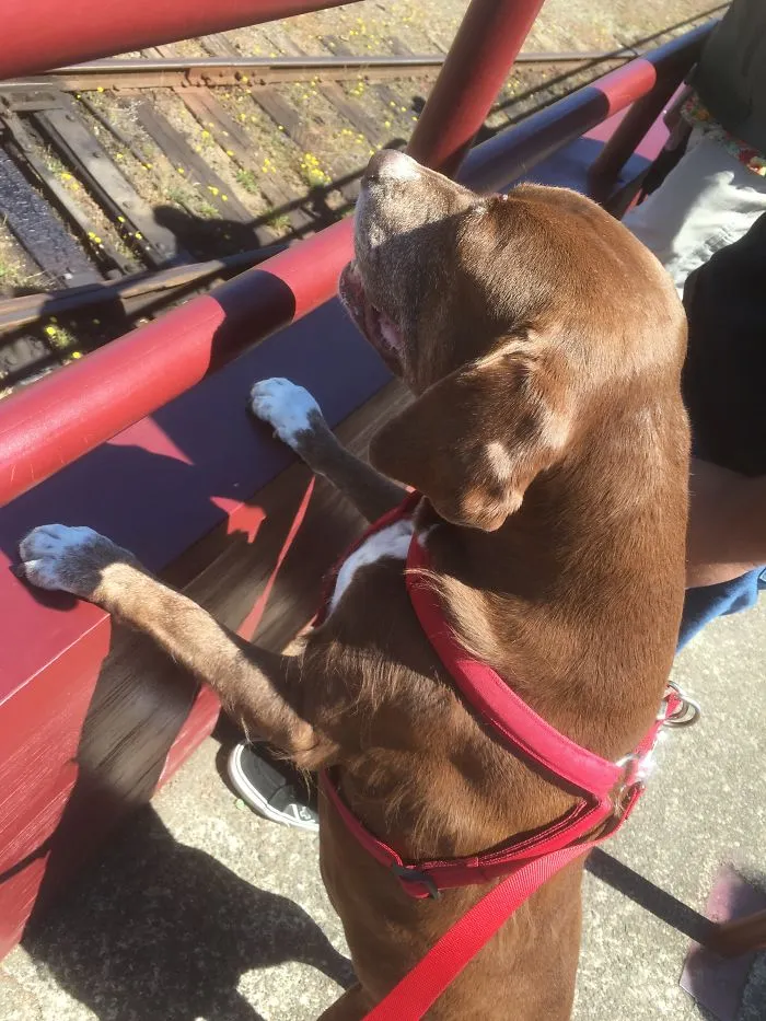Brown dog wearing a red harness looking over a railing with people sharing the names they now call their pets.