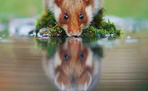 Having A Bad Day? Here's 48 Wild Hamsters