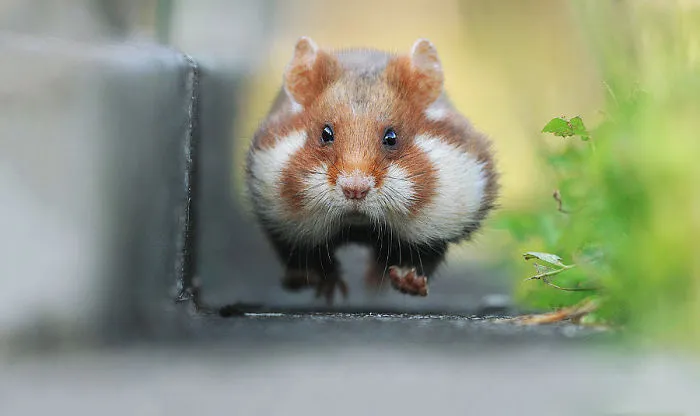 Having A Bad Day? Here's 48 Wild Hamsters
