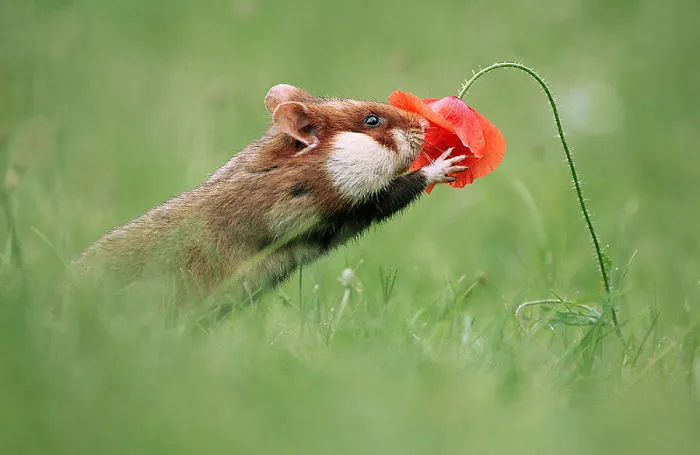 Having A Bad Day? Here's 48 Wild Hamsters