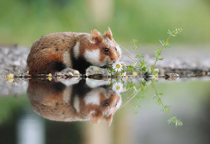 Having A Bad Day? Here's 48 Wild Hamsters