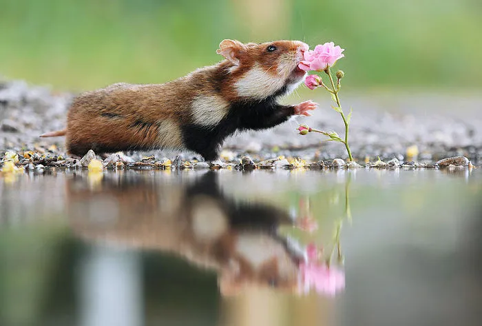 Having A Bad Day? Here's 48 Wild Hamsters