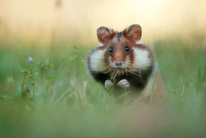Wild-European-Hamsters