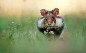 Having A Bad Day? Here's 48 Wild Hamsters