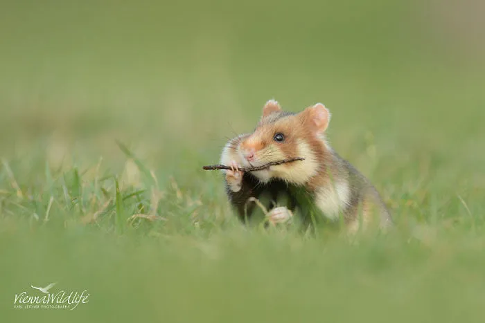 Having A Bad Day? Here's 48 Wild Hamsters