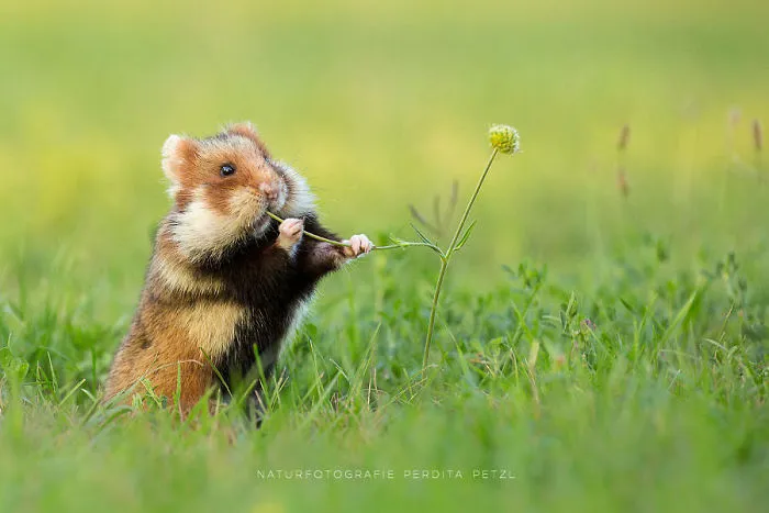 Having A Bad Day? Here's 48 Wild Hamsters