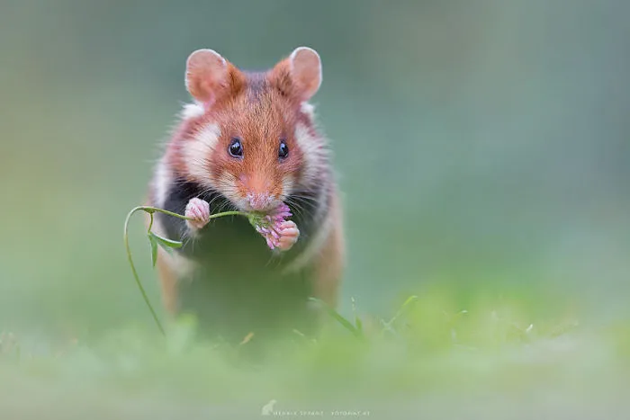 Having A Bad Day? Here's 48 Wild Hamsters
