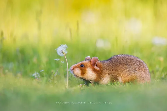 Having A Bad Day? Here's 48 Wild Hamsters
