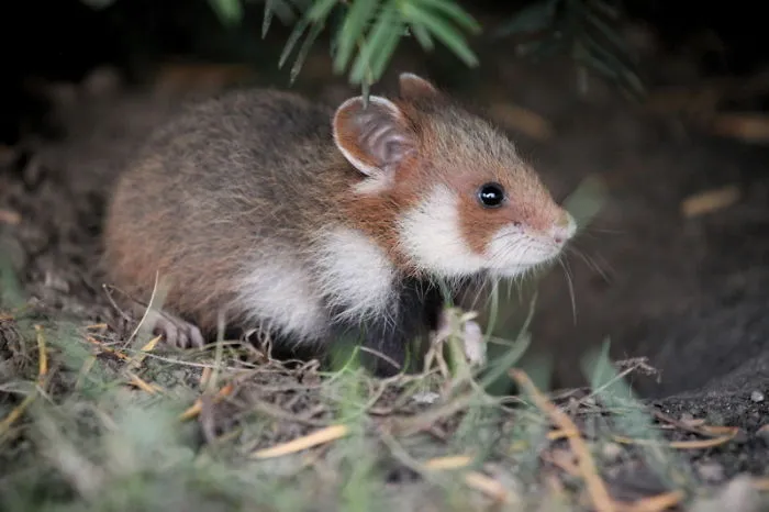 Having A Bad Day? Here's 48 Wild Hamsters