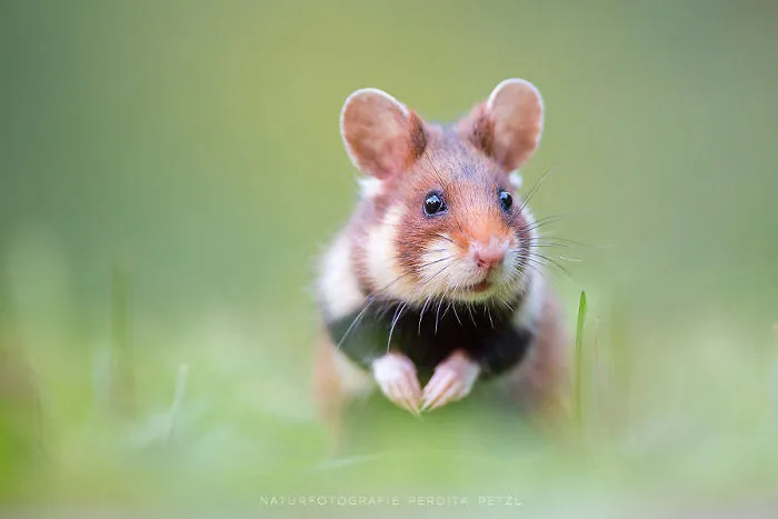 Having A Bad Day? Here's 48 Wild Hamsters