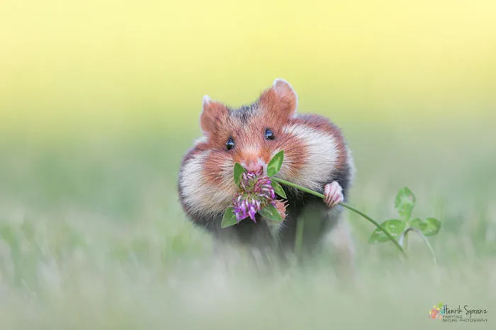 Having A Bad Day? Here's 48 Wild Hamsters