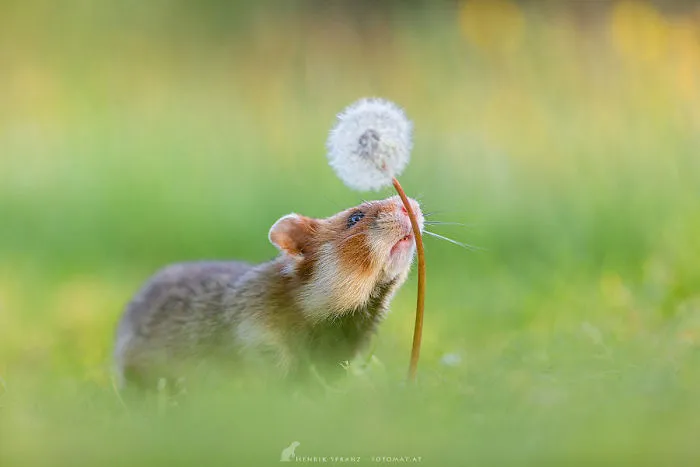 Having A Bad Day? Here's 48 Wild Hamsters