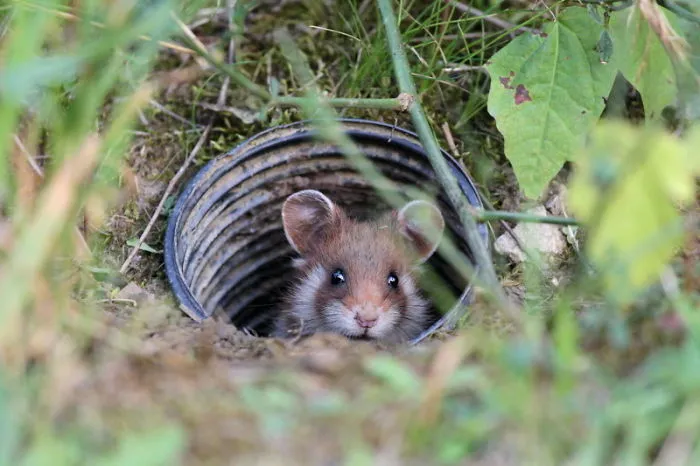 Having A Bad Day? Here's 48 Wild Hamsters