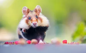 Having A Bad Day? Here's 48 Wild Hamsters