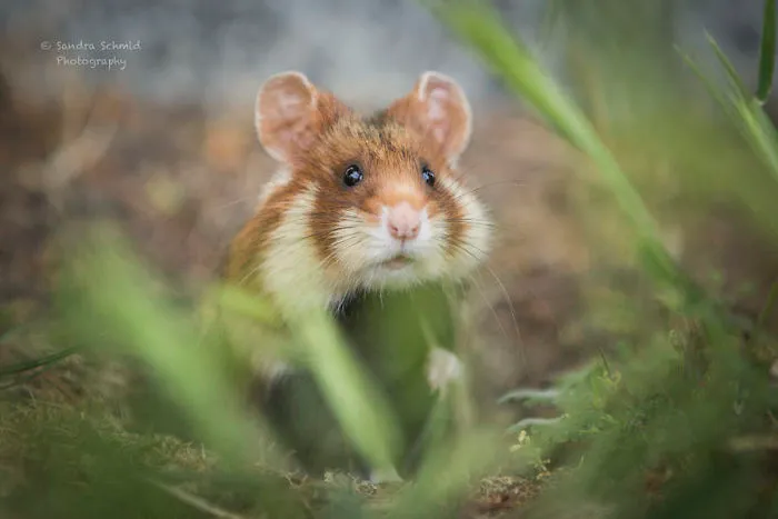 Having A Bad Day? Here's 48 Wild Hamsters