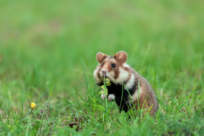 Having A Bad Day? Here's 48 Wild Hamsters
