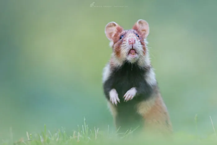Having A Bad Day? Here's 48 Wild Hamsters