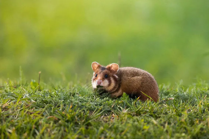 Having A Bad Day? Here's 48 Wild Hamsters
