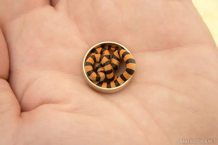 Young Ground Snake In My Wedding Ring