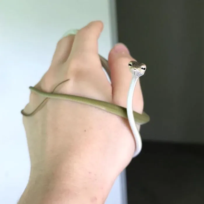Baby Asian Vine Snake!!