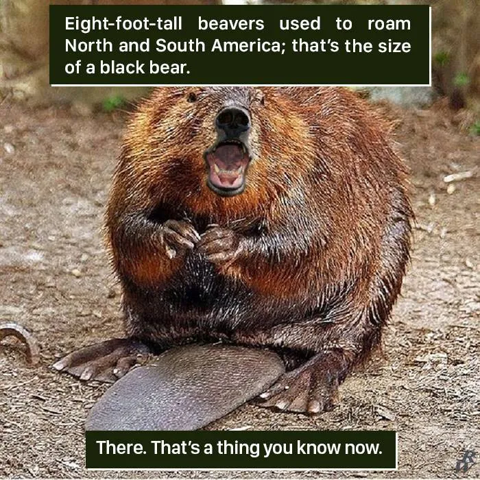 Large beaver with a bear's face sitting on the ground, illustrating nature proving it's too weird for us to handle.