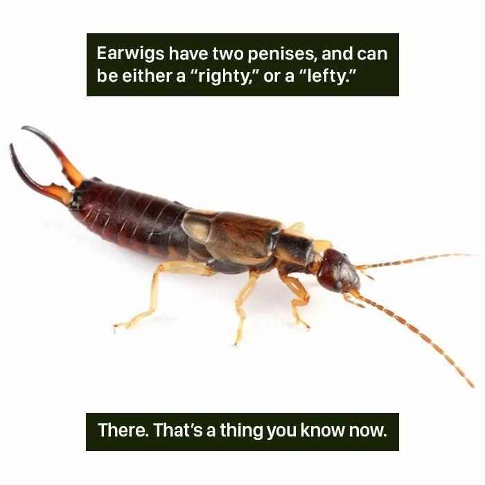 Close-up of an earwig insect showing its pincers, illustrating one of the weird nature facts about odd animal anatomy.