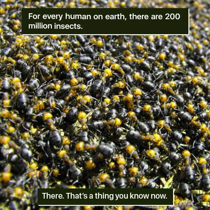 Too Many Bugs to Handle
