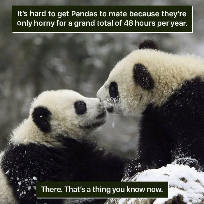 Two pandas interact in the snow, highlighting one of nature's weird behaviors that challenge human understanding.