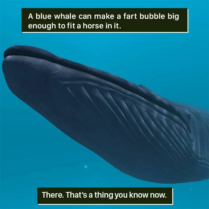 Whale-Sized Surprises