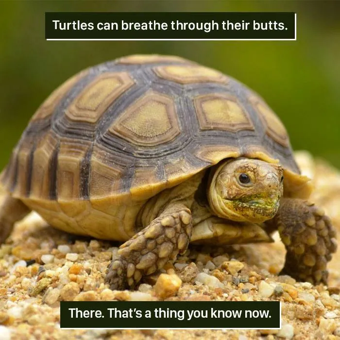 Close-up of a turtle on gravel showcasing one of nature’s weirdest adaptations in the animal kingdom.