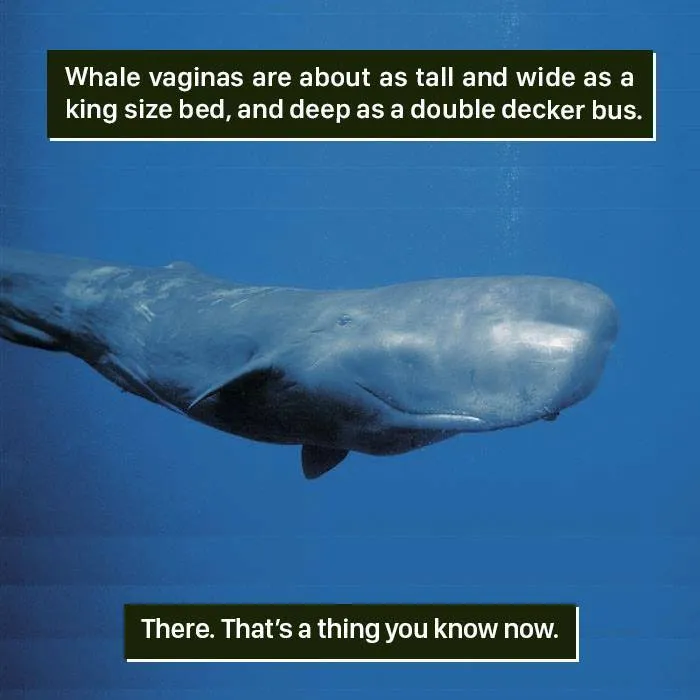 Sperm whale swimming underwater, illustrating one of the times nature proved it's too weird for us to handle.