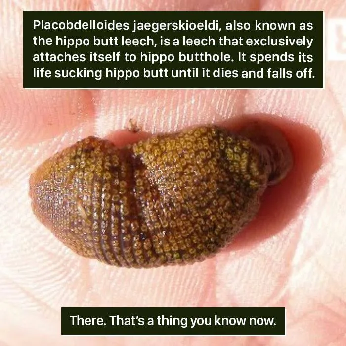 Close-up of a hippo butt leech on a hand, showing one of nature's weird creatures from the strangest examples.