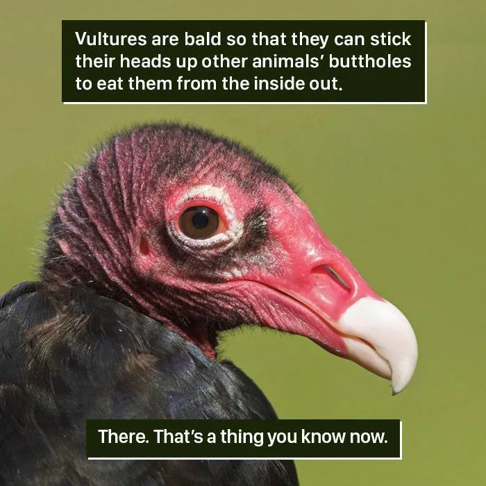 Close-up of a vulture’s bald head, illustrating one of nature’s weird adaptations from the 116 times nature proved weird.