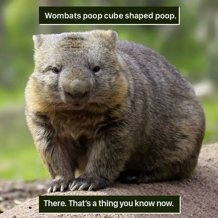 A close-up of a wombat in nature, highlighting the weird fact that wombats produce cube-shaped poop.
