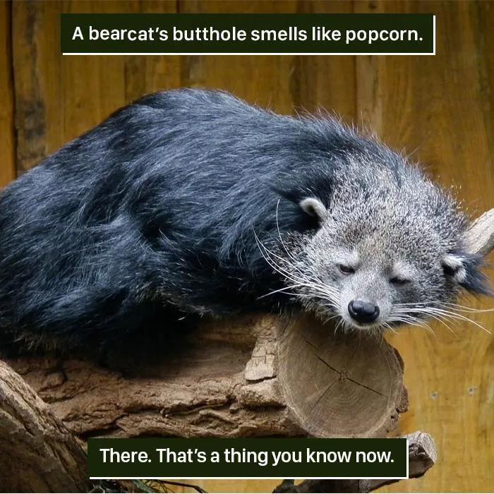 Bearcat resting on a log, an example of nature proving it's too weird for us to handle with strange animal facts.