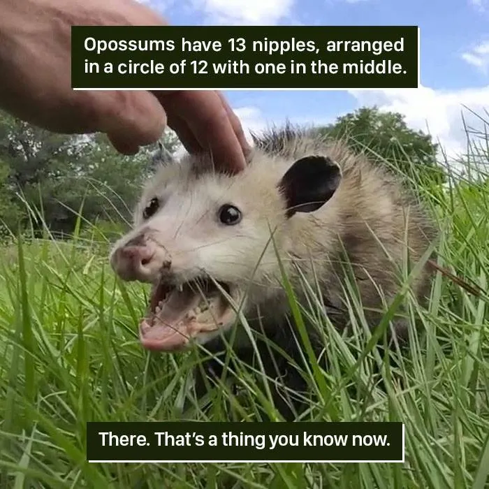 Close-up of an opossum in grass with a hand reaching down, showcasing a weird nature fact about opossum nipples.