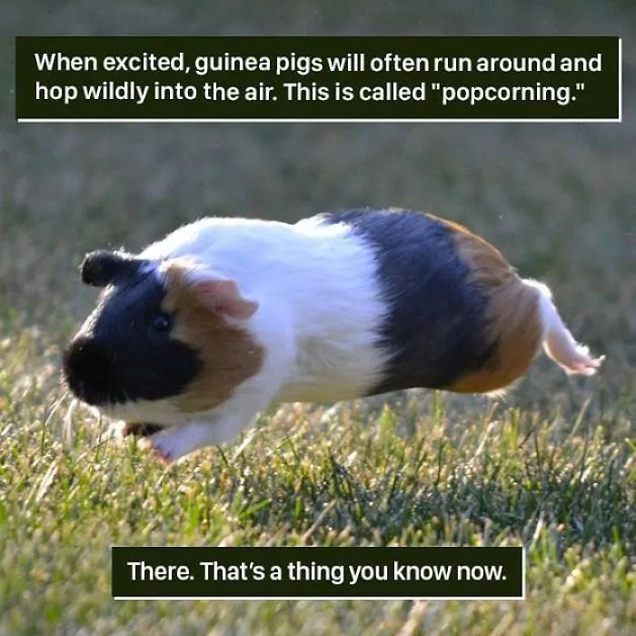 Hopping Into Joy