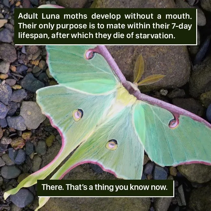 Adult Luna moth on rocks showing nature’s weirdness and unique life cycle in the wild, highlighting odd natural facts.